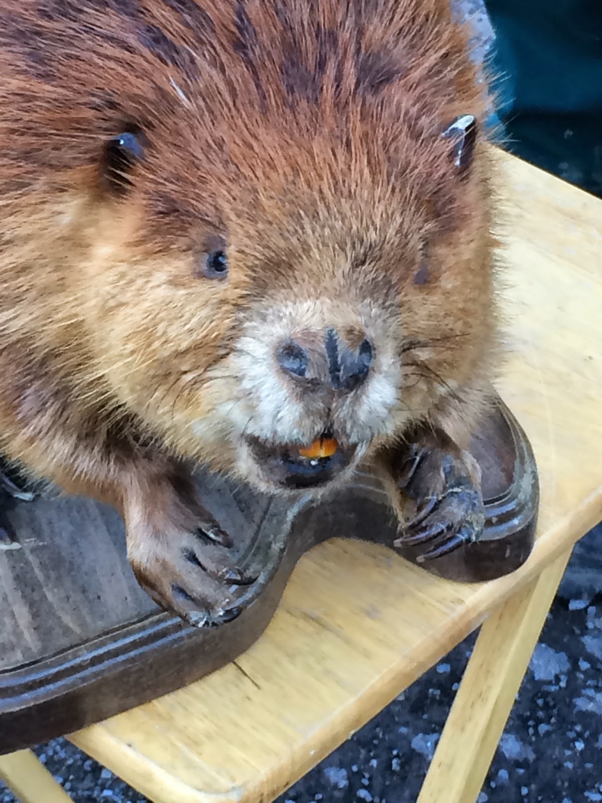 venturing4th Le Castor