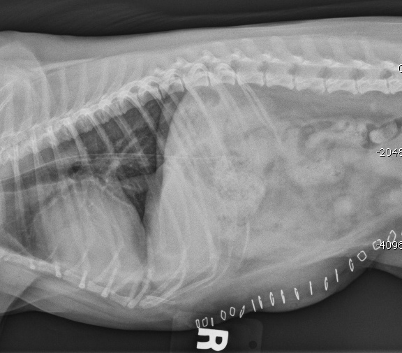 Veterinary Key Points When Is Umbilical Hernia in Dogs An Emergency