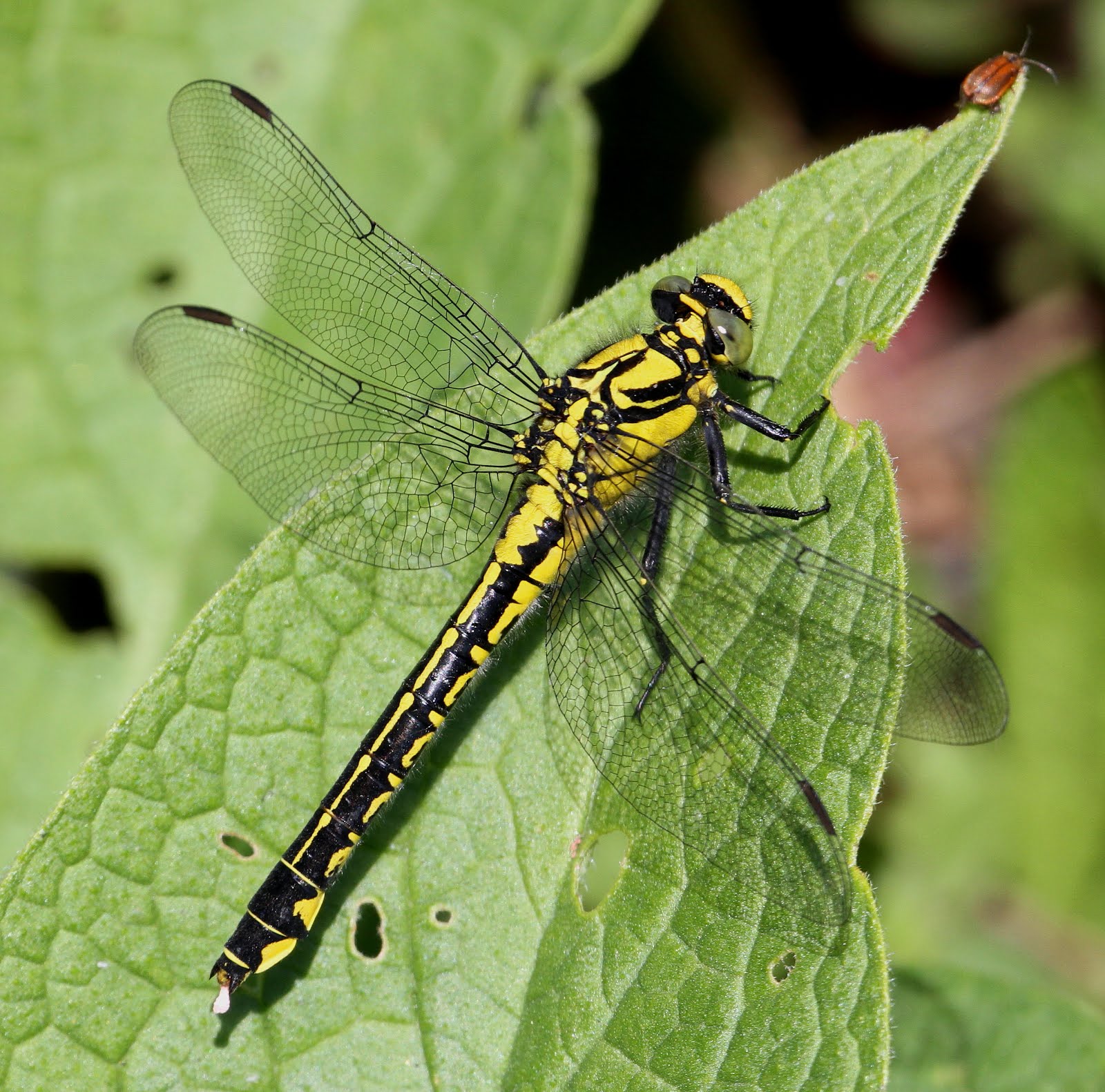 CLUB-TAILED DRAGONFLY