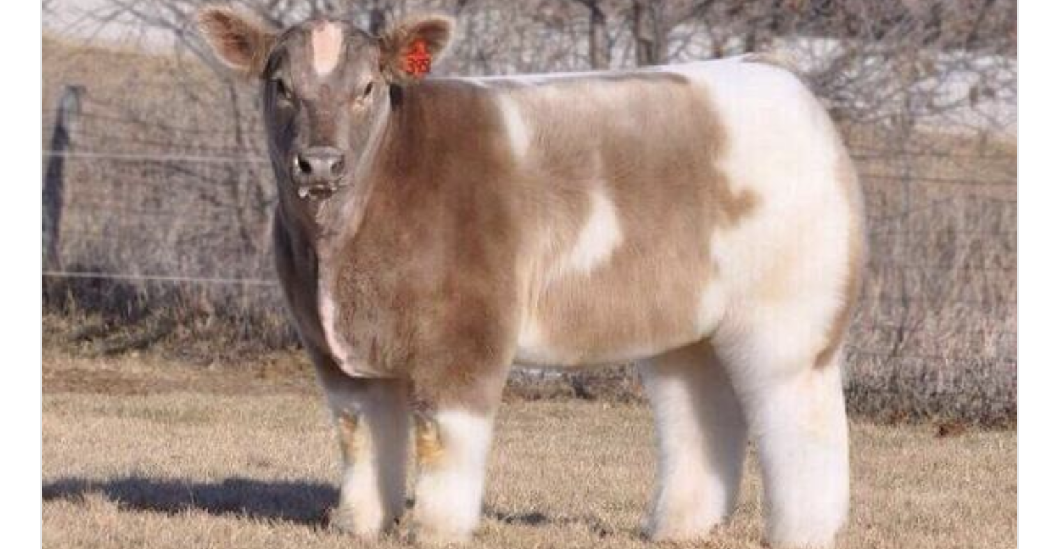 Adorable Pictures Show What Cows Look Like After Being Blow-Dried