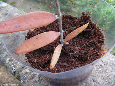 kauri esqueixos 11 12 16 4