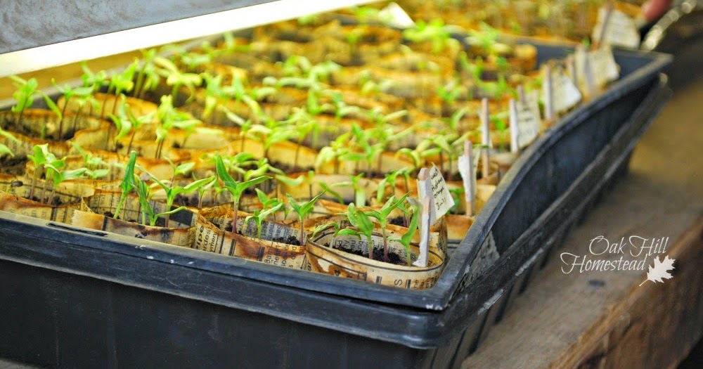 The Beginner's Guide to Starting Vegetable Seeds Indoors Oak Hill