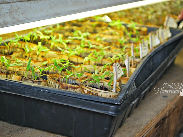 The Beginner's Guide to Starting Vegetable Seeds Indoors