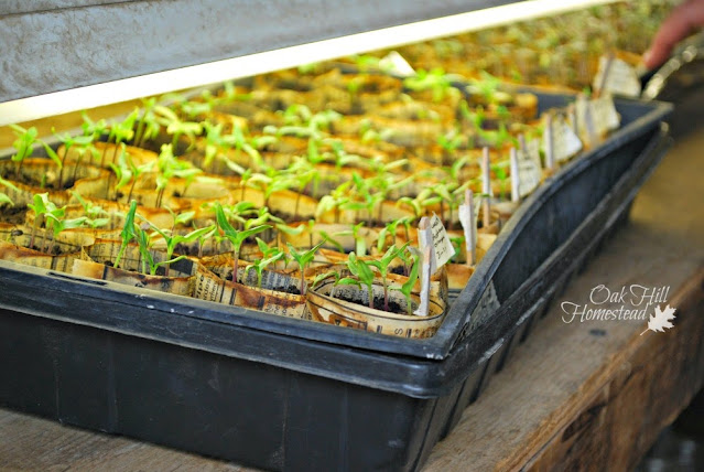 A tray of tomato seedlings