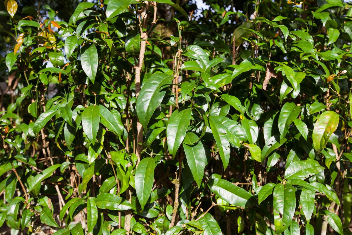 Dapatkan Inspirasi Untuk Jenis Jenis Tumbuhan Biji Bunga