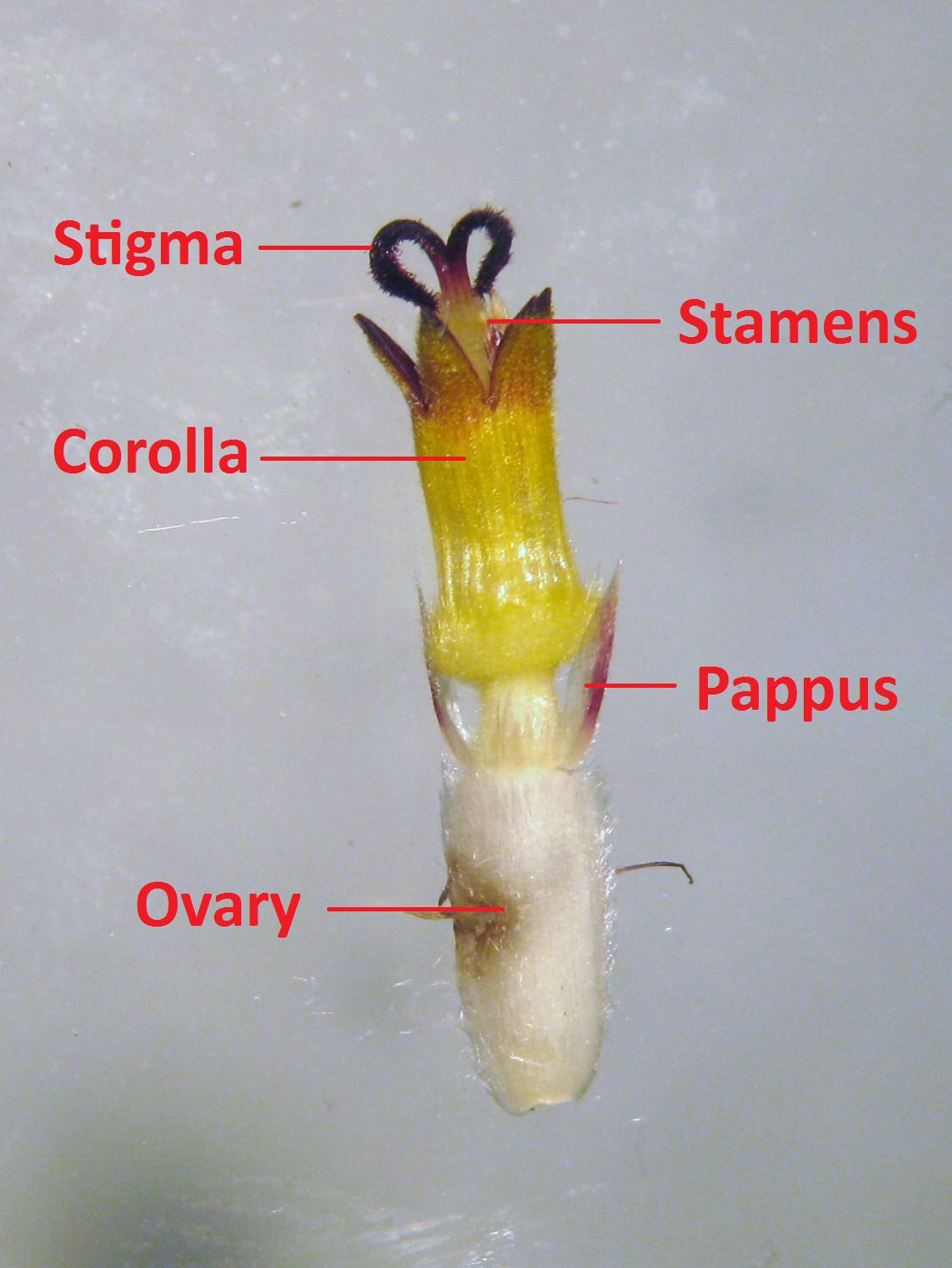 UBC Biology 210 Blog Lab 9 Angiosperm Reproduction