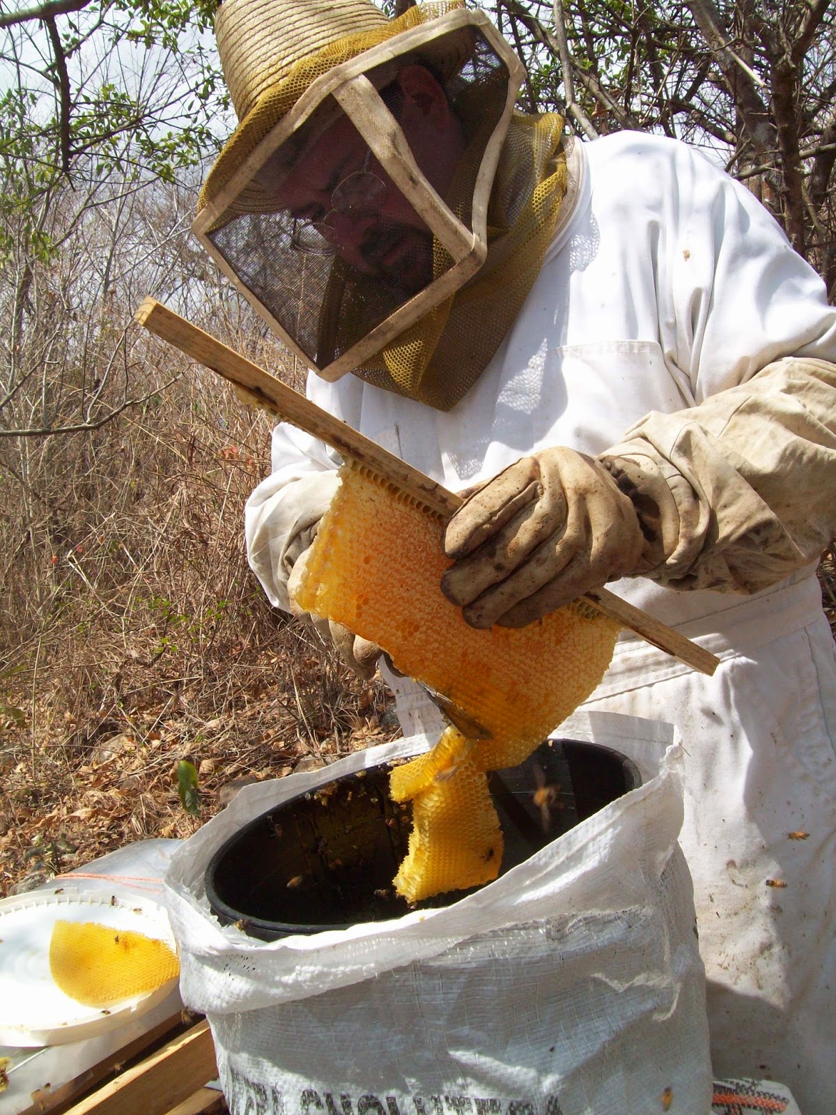Musings on Beekeeping Musings on top bar hives for economical