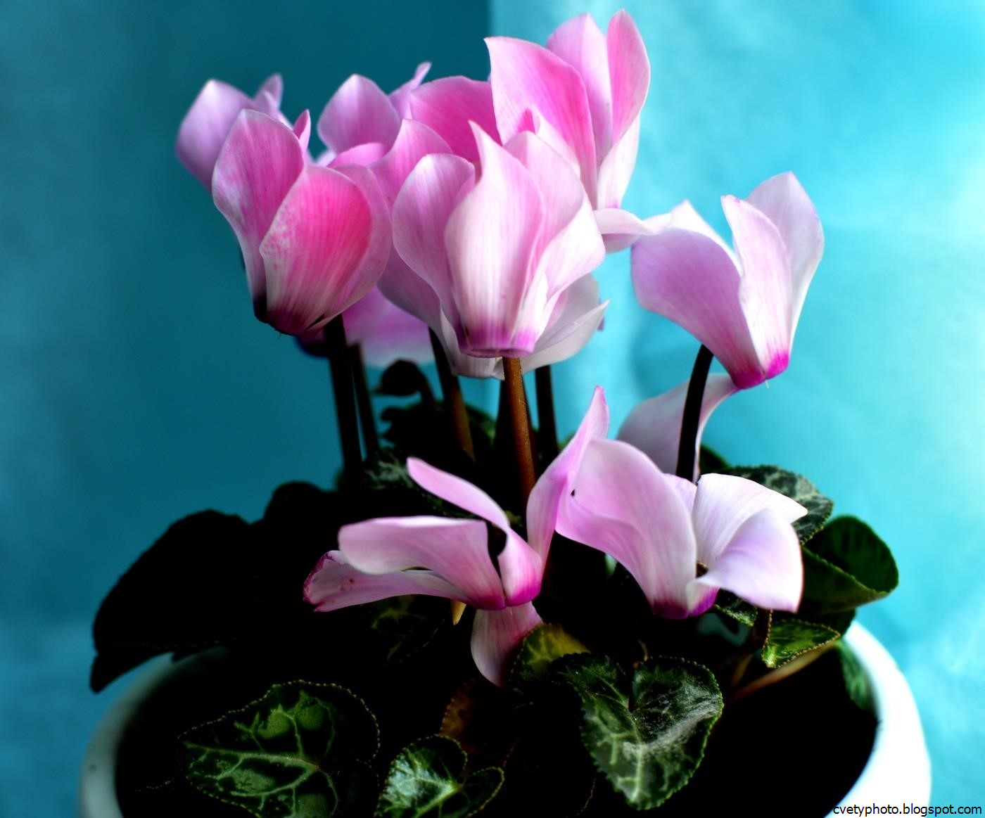 цикламен цветок комнатный. цикламен персидский. растение цикламен персидский. цикламен махровый. цикламен дряква альпийская фиалка.