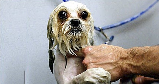CUIDADO - Limpeza excessiva Dos Shih Tzu pode fazer mal