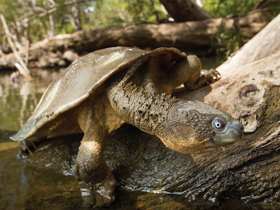 Fitzroy River Turtle Si Kura-Kura Yang Bernafas Menggunakan Pantat
