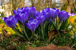 Crocus Spring Flowers, by Hermann Traub on Pixabay Image: Crocus Spring Flowers, by Hermann Traub on Pixabay