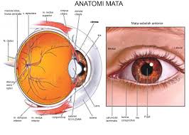 Pengertian dan Penyebab Ablasio Retina serta Penjelasannya