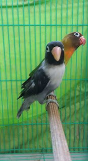 cara menghasilkan lovebird batman dengan mudah cara menghasilkan lovebird batman dengan mudah