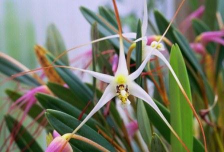 19 Jenis Bunga Anggrek  yang Ada di Indonesia Toko Bunga 