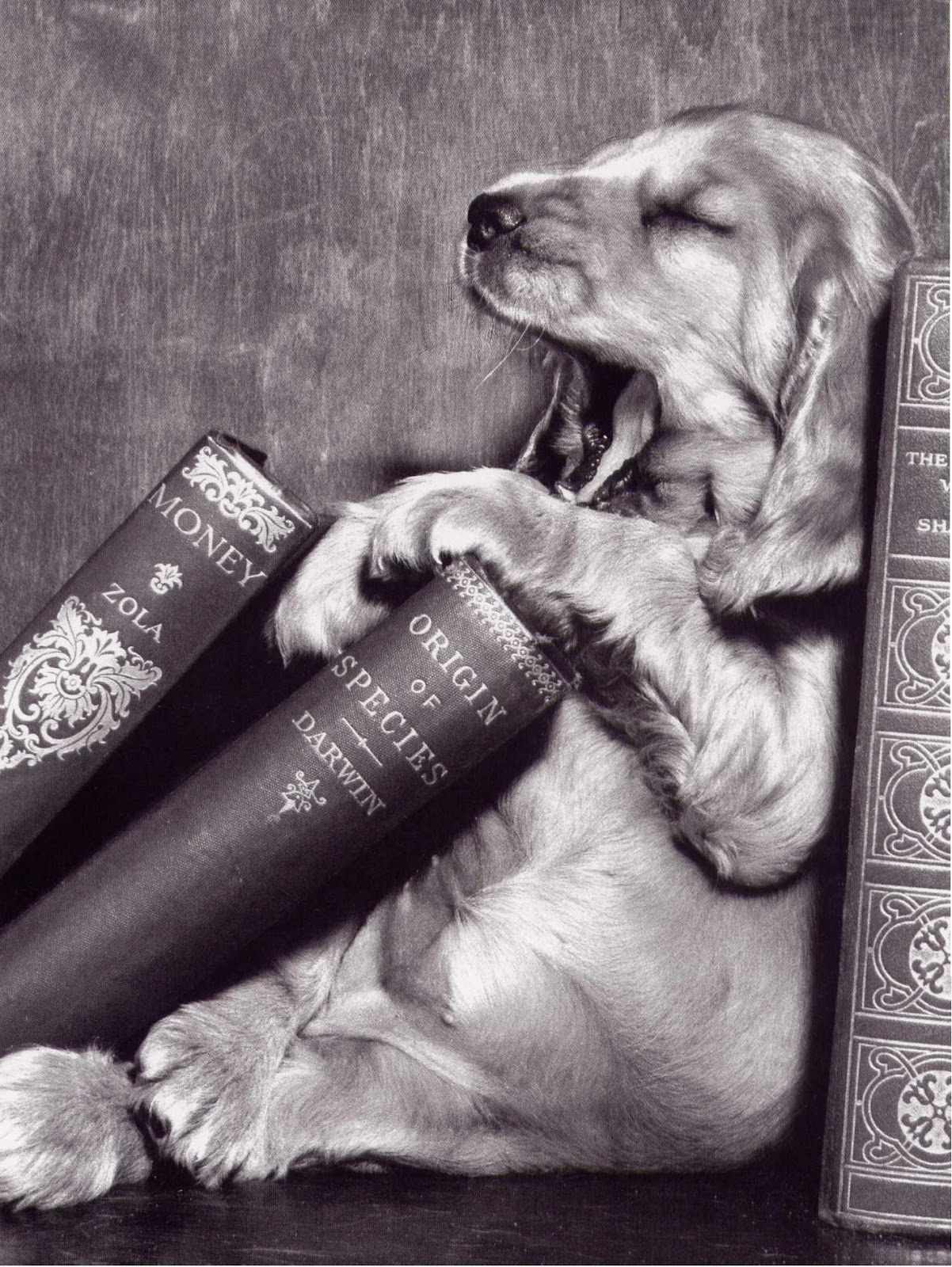 Sandwalk What is "THE" theory of evolution?