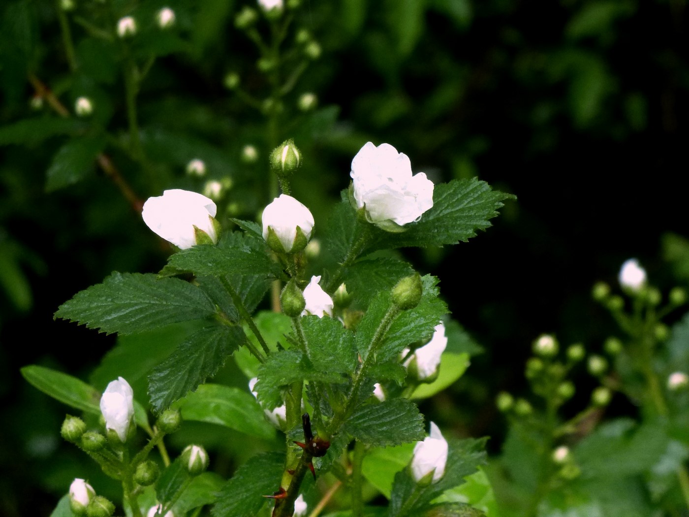 Homestead Hill Farm Blackberry Winter