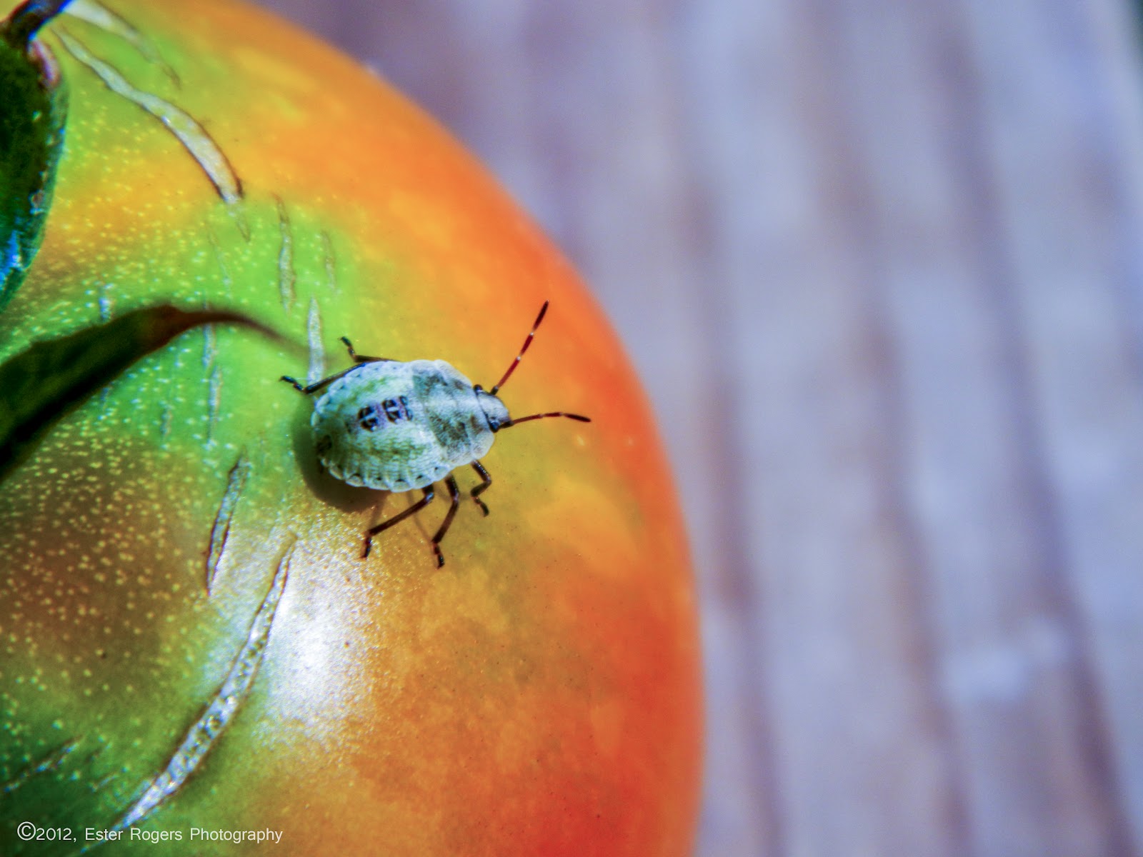 Ester Rogers Photography Tomato Beetle