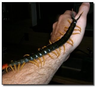 giant_centipede_arm.jpg
