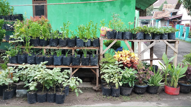 Belajar Tentang Lingkungan Hijau dari Kampung Randakari Cilegon