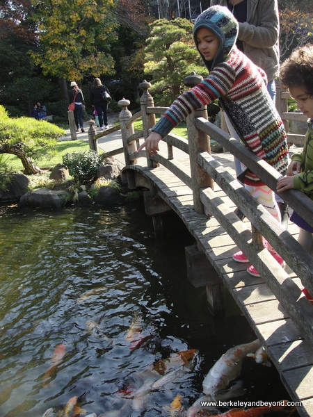 koi pond in Japanese Garden in Central Park in San Mateo, California