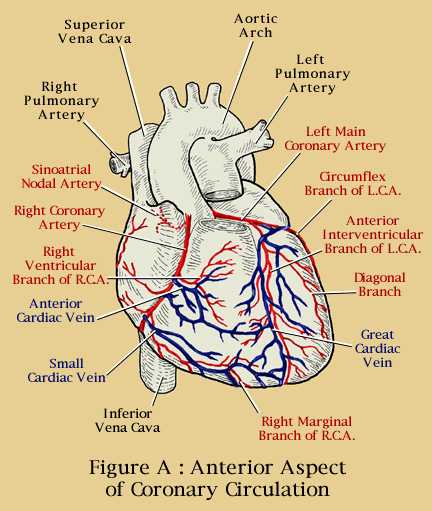 KNOW UR HEART: THE CORONARY CIRCULATION