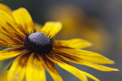flores mundo hermosas mas bellas rudbeckia bicolor lore ederrenak silent moon lantana lovities mas deviantart munduko