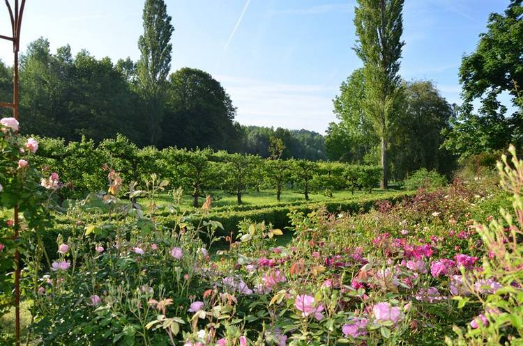 Rosas inglesas en una abadía francesa. Rosaleda David Austin en Abbaye de Morienval, Francia