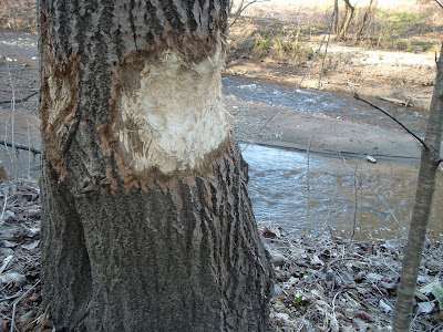 [Photo: gnawing marks on tree.]