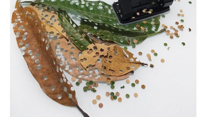 Carnaval sustentável: 5 ideias de fantasia e decoração naturais