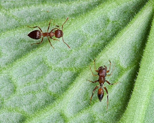 Mimicry atau Mimikri yaitu pemiripan atau peniruan secara fisik atau sikap oleh satu Keindahan Fenomena Mimikri Pada Hewan