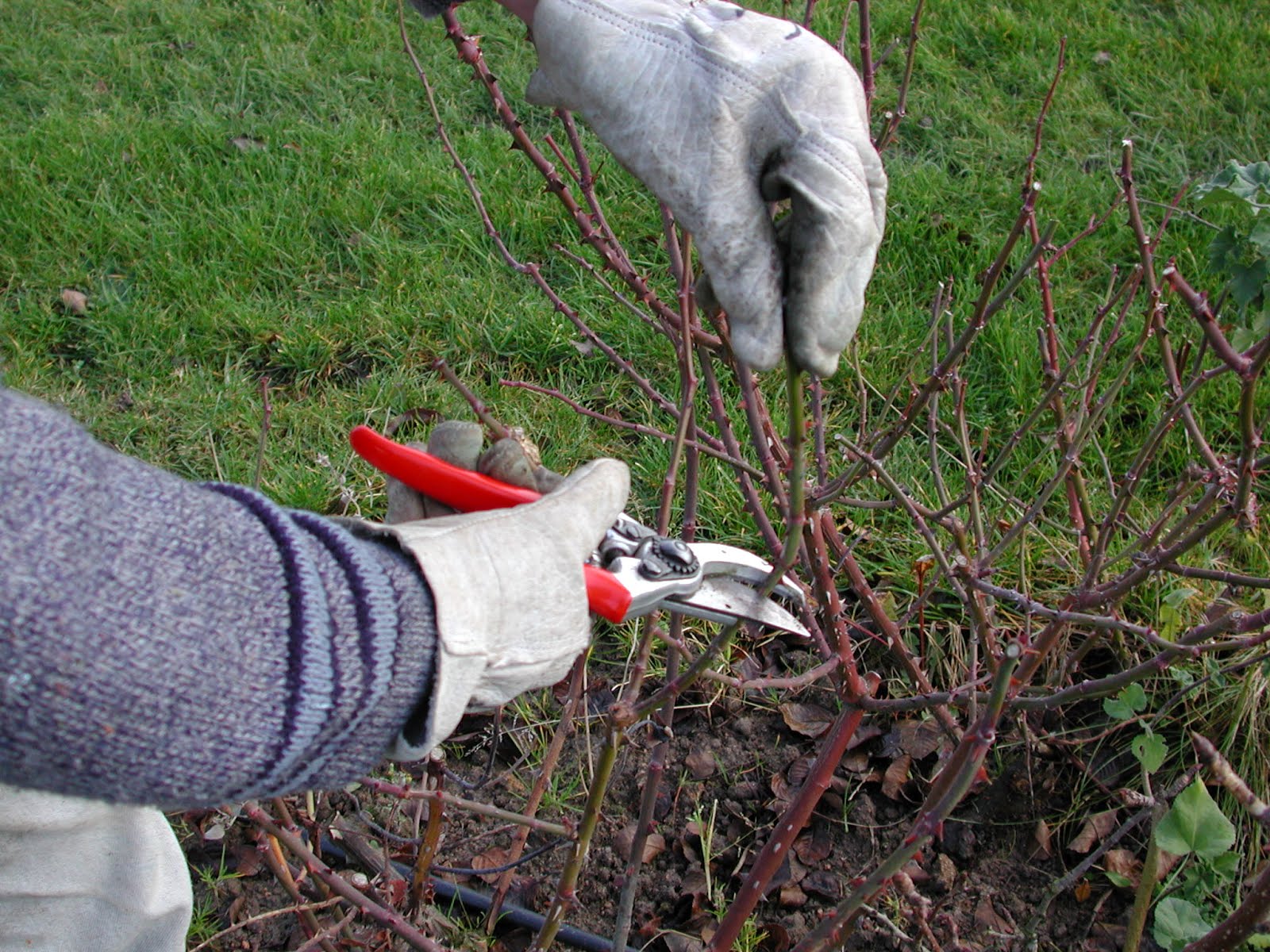 Comment tailler les rosiers au printemps ? Les de Delbard