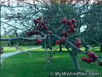 fall berries