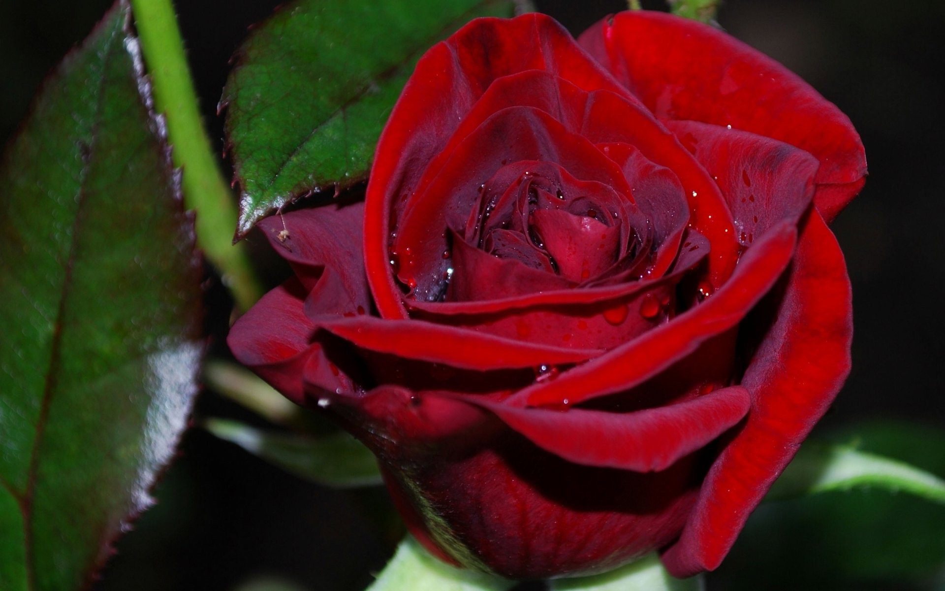 Gambar Bunga Mawar Merah Cantik 11 Gambar Wallpapersforfree Gambar Bunga Mawar Merah Cantik 11 Gambar Wallpapersforfree