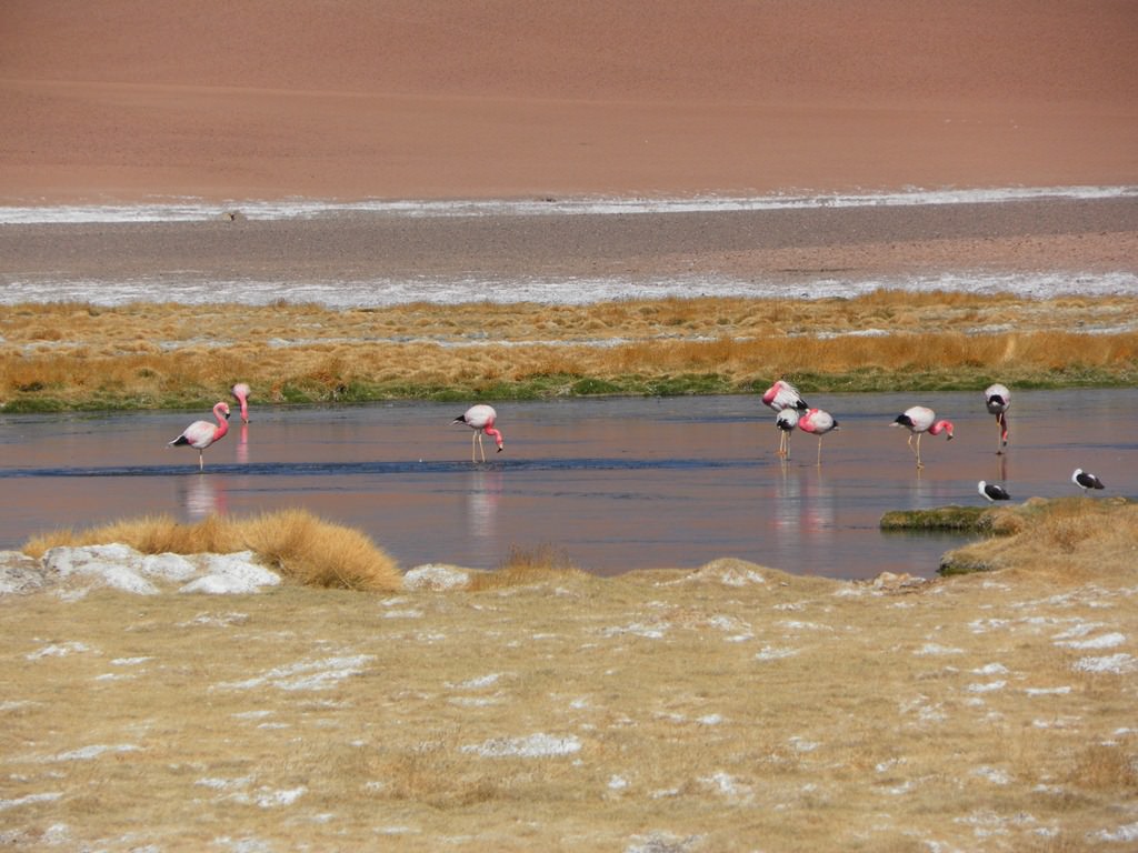 Como ir ao Salar de Tara no Atacama Como ir ao Salar de Tara no Atacama