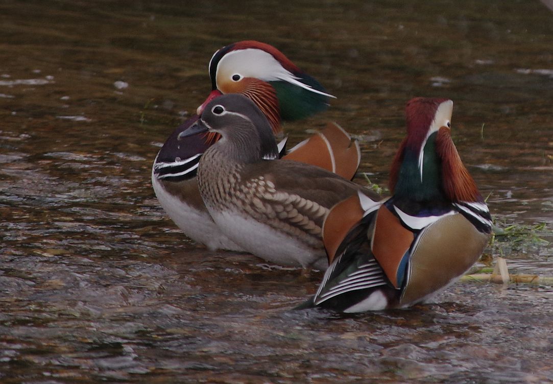 Birds of the Heath Mandarins!