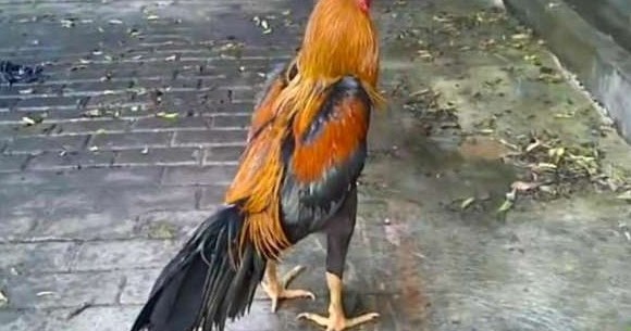 85 Gambar Ayam Wiring Kuning Terlihat Keren 85 Gambar Ayam Wiring Kuning Terlihat Keren
