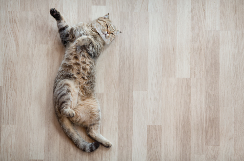 cat lying on floor