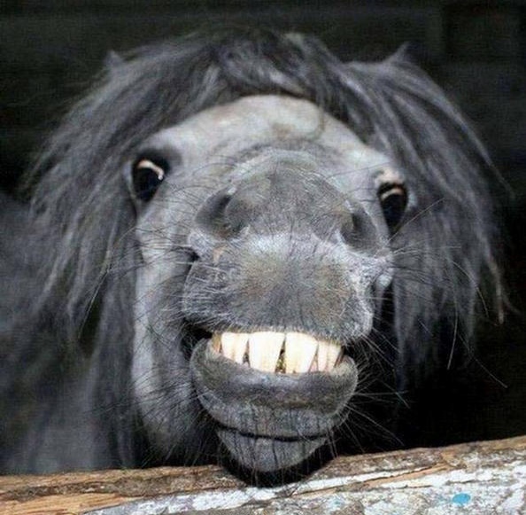 Animals With Smiley Faces Big Fun The Fun Blog