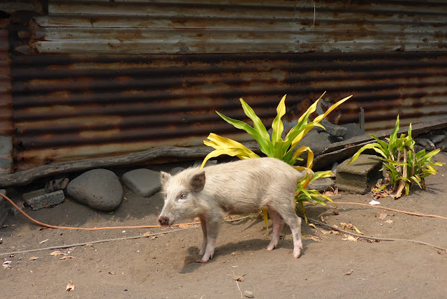 2016090185tanna.JPG