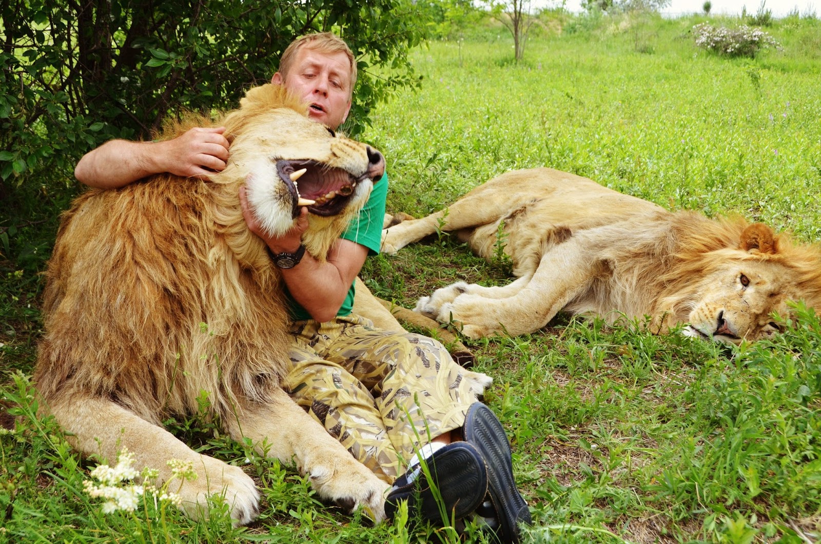 олег зубков и татьяна алексагина. запашные в тайгане. тайган сафари парк львов татьяна алексагина. татьяна алексагина тайган. алексагина--тайган фото.
