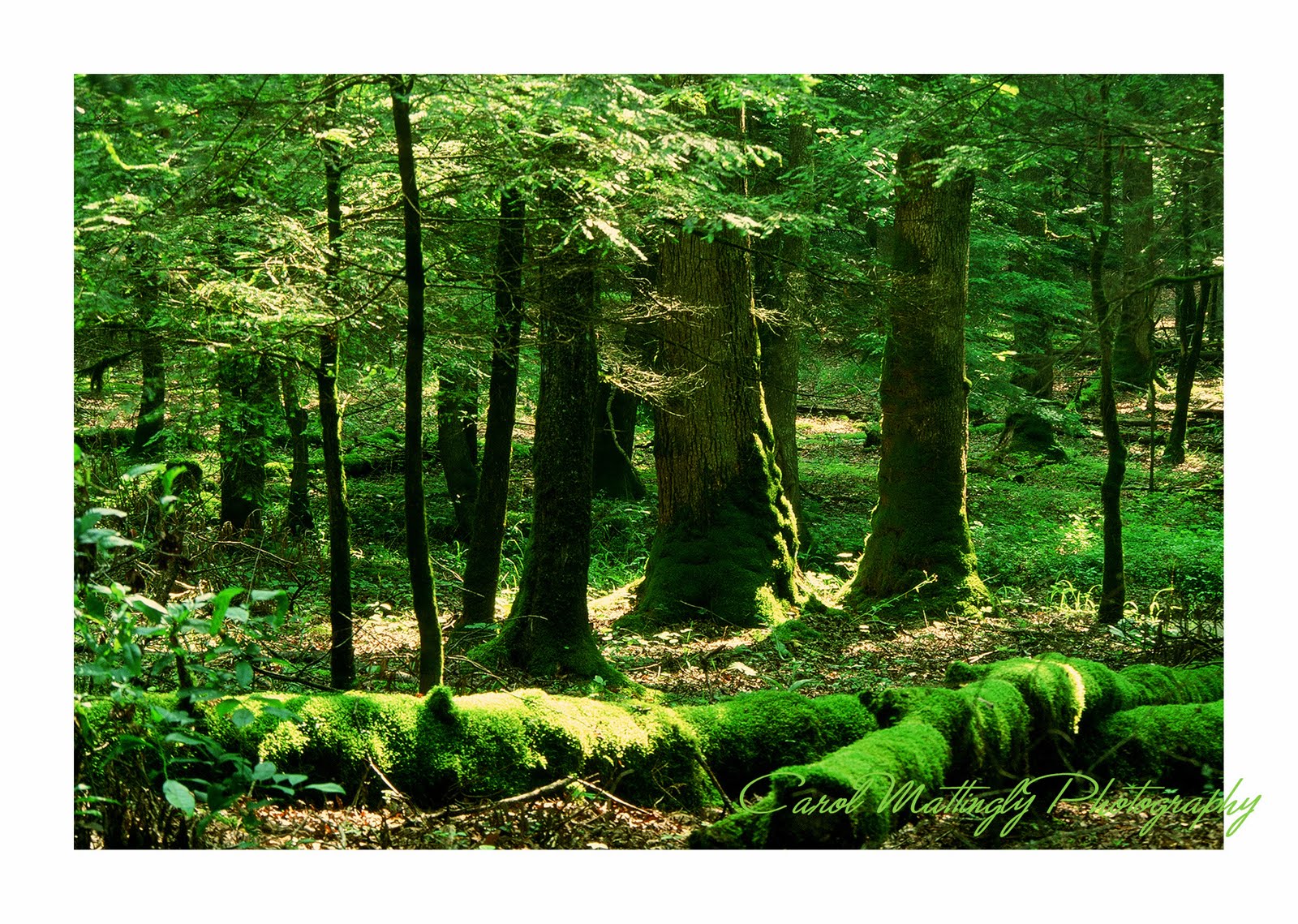 Carol Mattingly Photography The Emerald Forest!