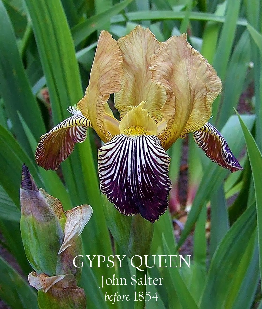 Bearded Historic Iris GYPSY QUEEN HERITAGE IRISES