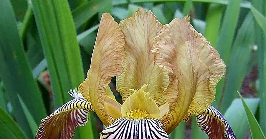 Bearded Historic Iris GYPSY QUEEN HERITAGE IRISES