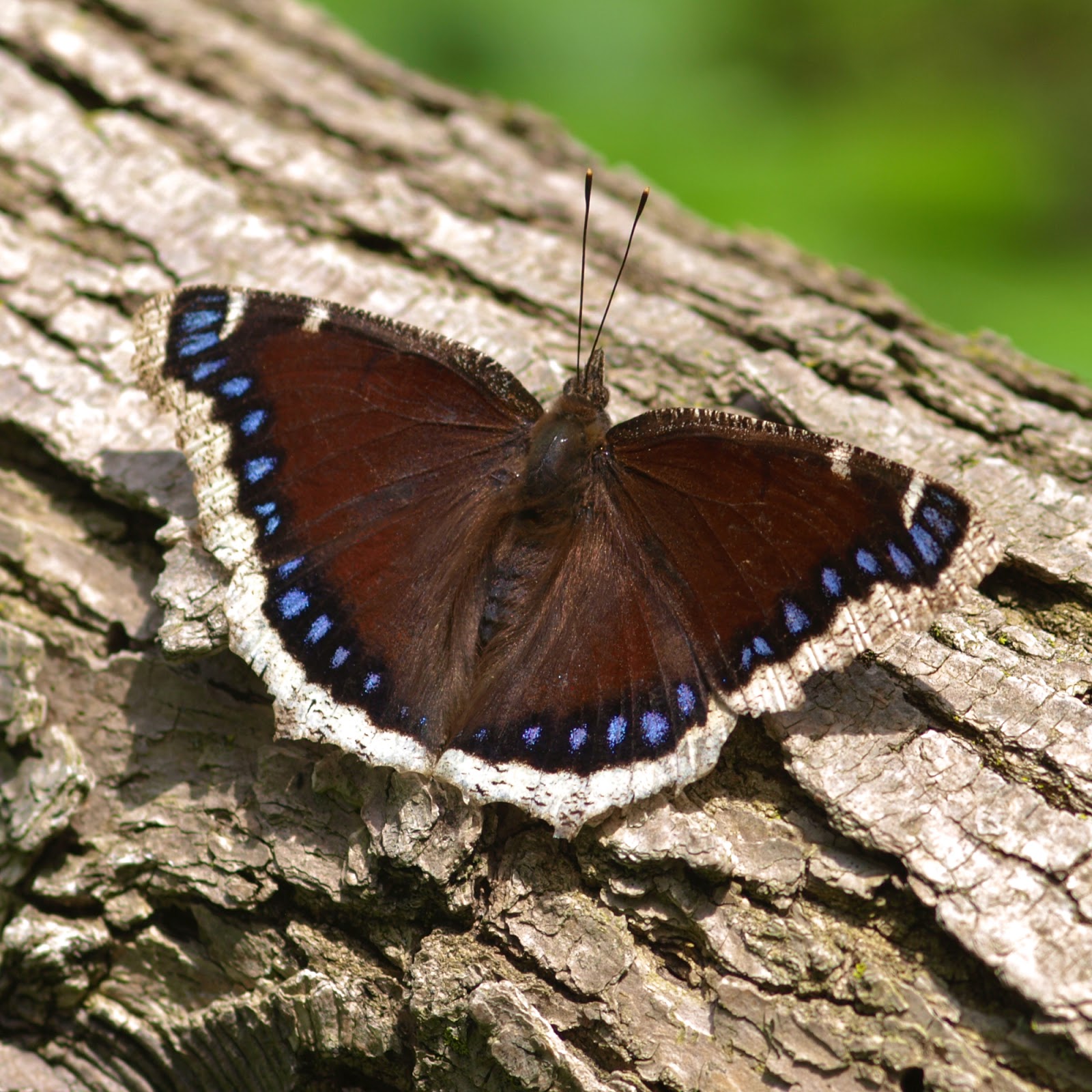Fenner Nature Center The Morning Cloak Butterfly