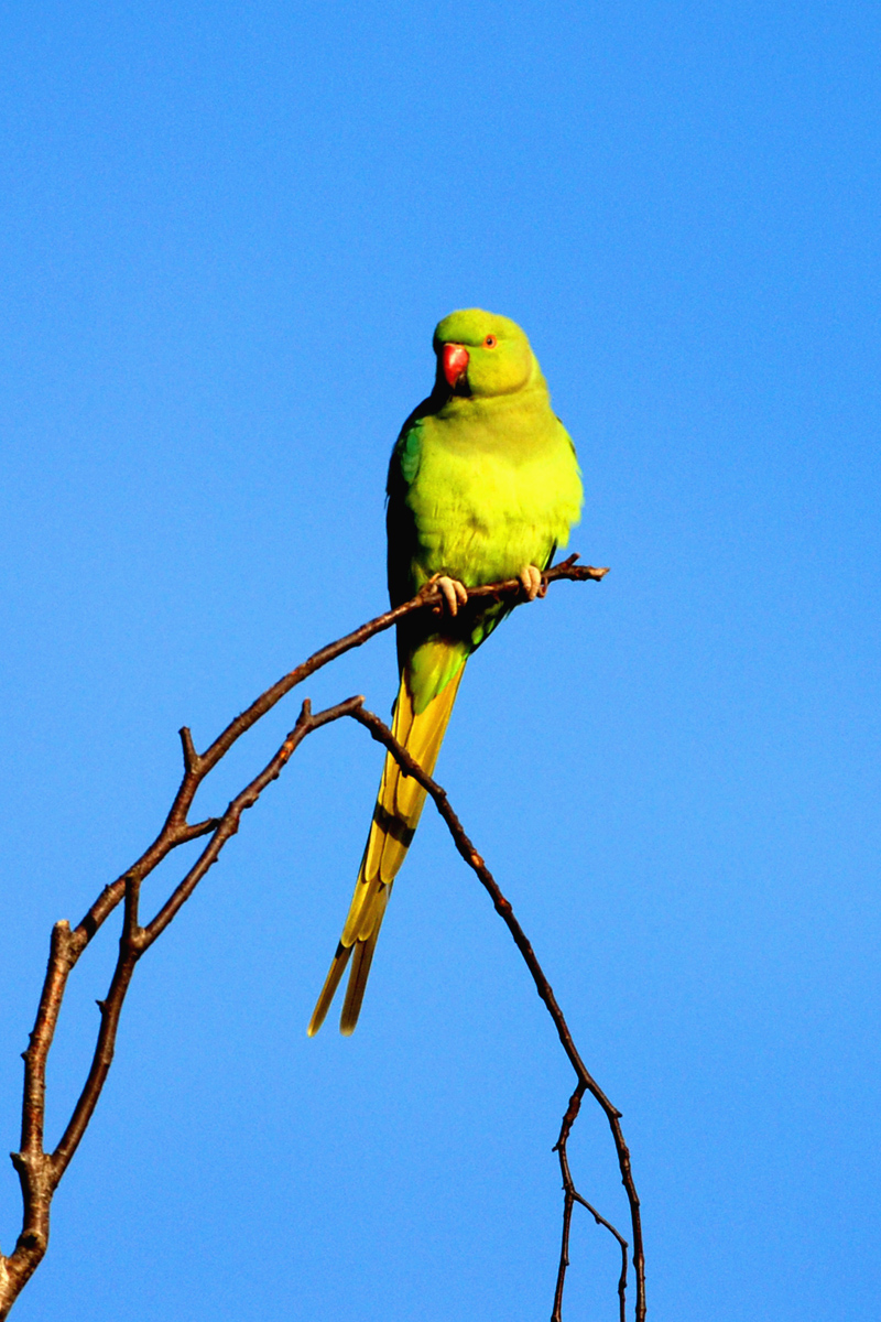 Due asian ring necked parrott regret Asian ring necked parrott share your