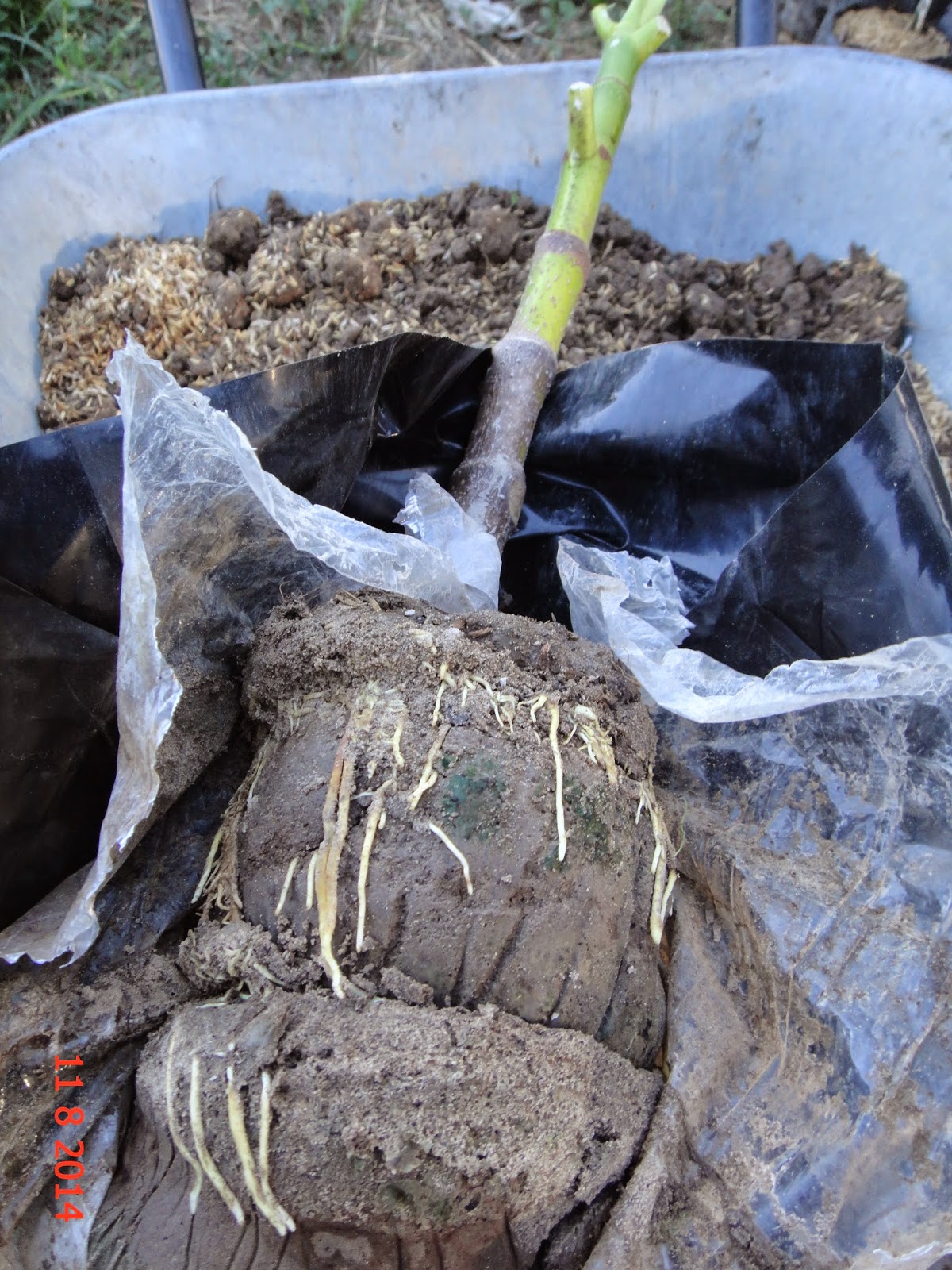 Experimental Farming: Marcotting / Air Layering Breadfruit Tree.