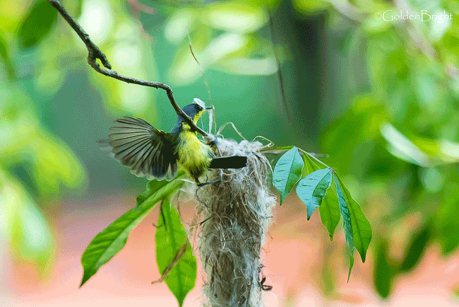 See What I See: Common tody-flycatcher build a nest