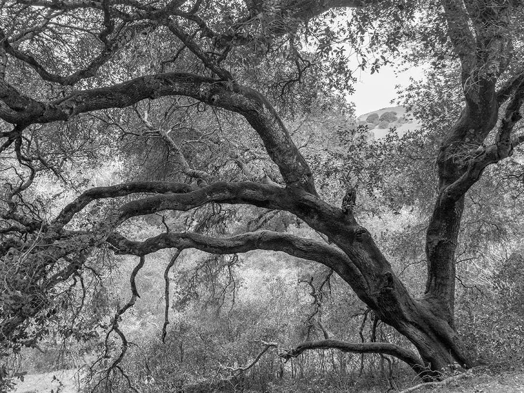 the mikereport: Oak Trees (Black and White)