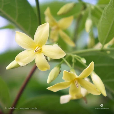 ดอกโมกใบบาง ( Wrightia lecomtei ) ดอกดอกโมกพื้นเมืองของไทย