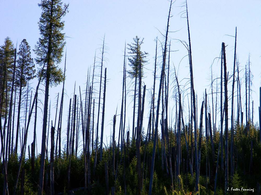 The Okanogan Highlands Fire Ecology Okanogan Highlands